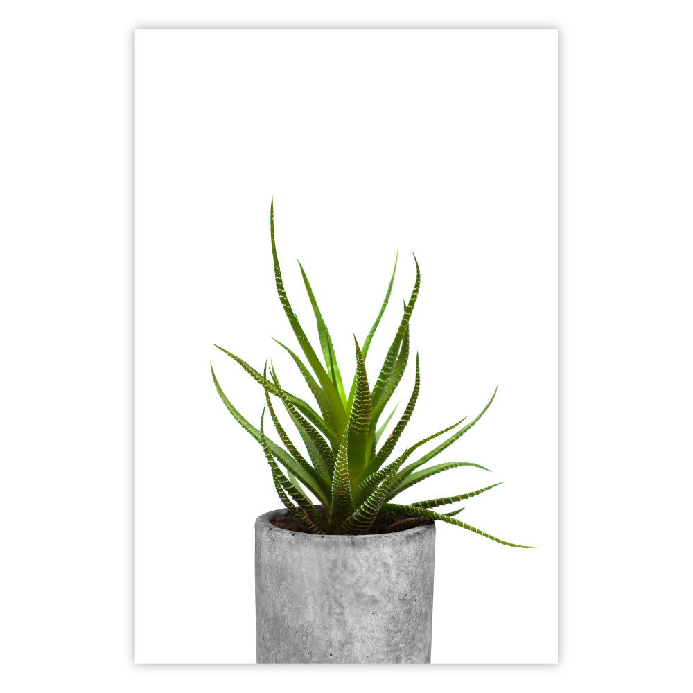 poster succulent